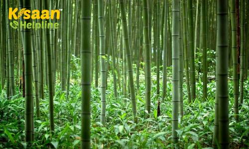 Bamboo (बांस)